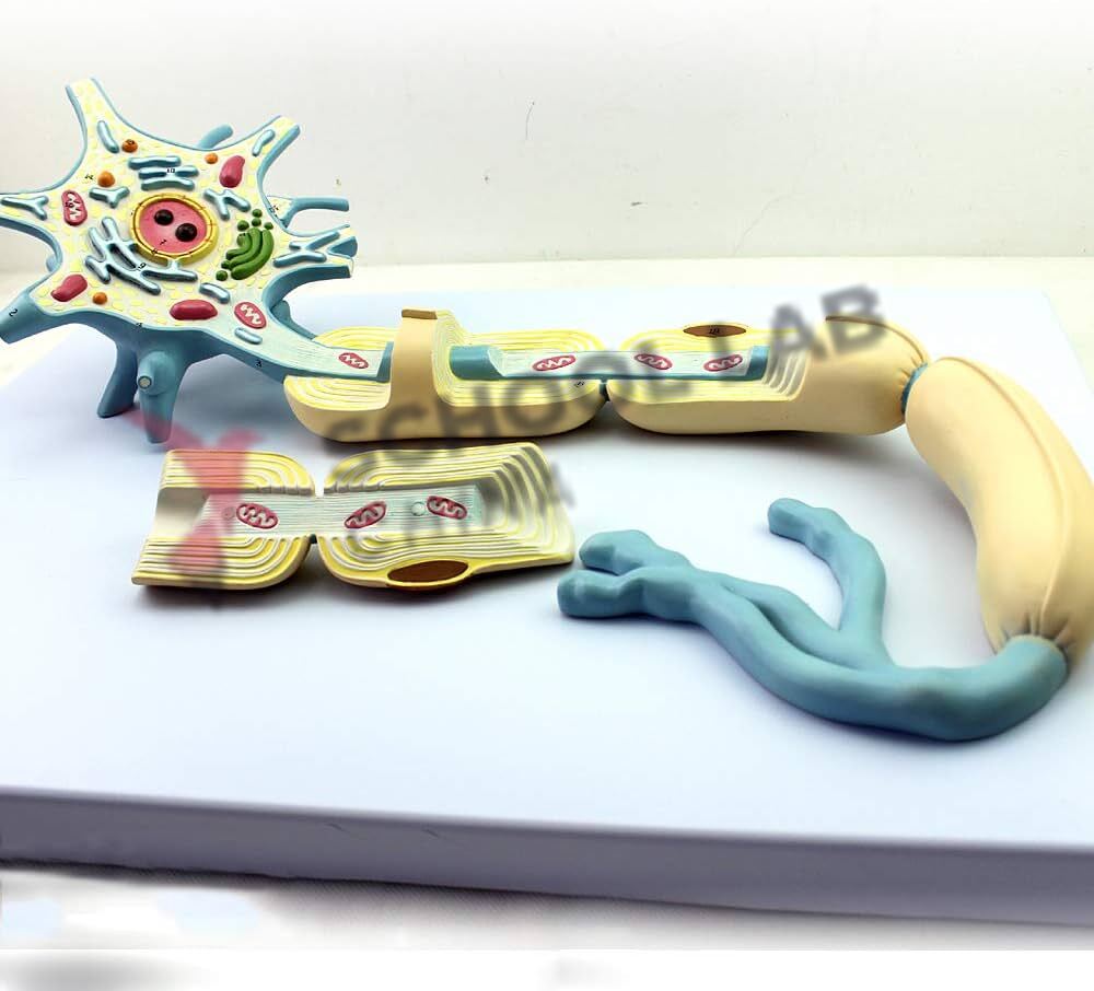 Neuron Model